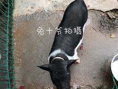 -上海佘山世茂艾美酒店