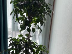 -瓦舍茶馆(聚源路店)