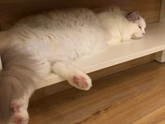 -滚猫咖啡·猫咖·猫友好撸猫(未来城店)