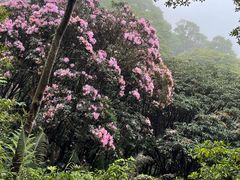 -梧桐山风景名胜区