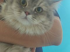 -瑞派福兴宠物医院犬猫全科·骨科·中西医结合(河东店)