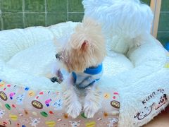 -帕帕拉兹宠物(亚洲旗舰店)