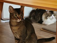 -柴迷FANS CLUB·柴犬狗咖·猫咖