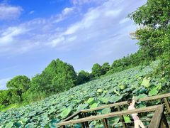 -苏州太湖国家湿地公园