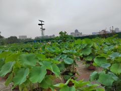 -莲花池公园