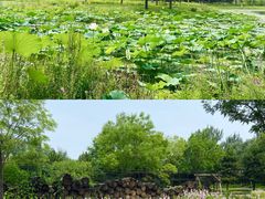 -东郊湿地公园