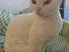 -楼上猫咖(罗湖店)