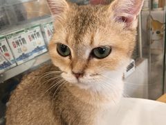 -楼上猫咖(罗湖店)