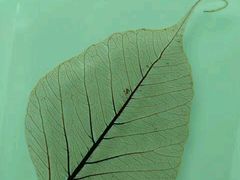 -广东食品药品职业学院(龙洞校区)