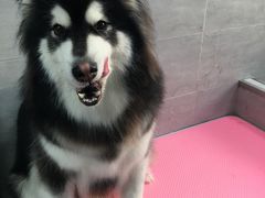 -宠福鑫康馨动物医院·骨科·眼科