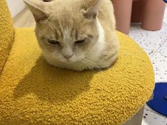 -Umiao与猫咖啡 猫咖