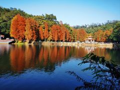 -深圳仙湖植物园