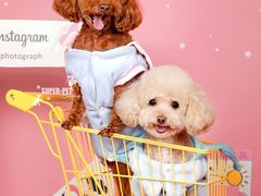 -超宠爱宠物摄影-Super pet