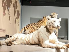 -上海自然博物馆