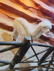 -酷嗒动物文化乐园(cutezoo西溪乐天城店)