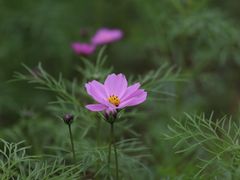 -天适樱花悠乐园