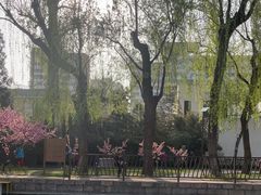 -团结湖公园