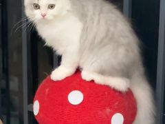 -小猫来了·猫舍(红山六九七九店)