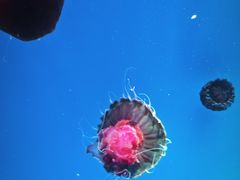 -海合安青岛极地海洋公园