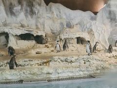 -帝企鹅自助餐厅•儿童岛•真企鹅(长隆企鹅酒店)