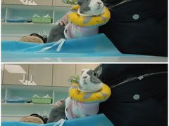 -北京观赏动物医院·24小时大型综合·猫专科·异宠专科