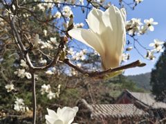 -潭柘寺景区