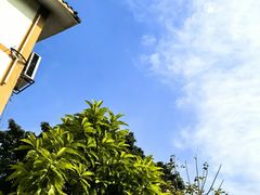 -树夏(金楠天街店)