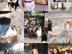 -柴犬高等学院·狗咖·柴犬售卖·宠物训练