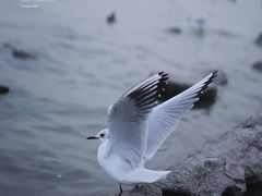 -深圳湾公园(南山区)