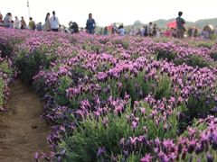 -大塘金香草谷