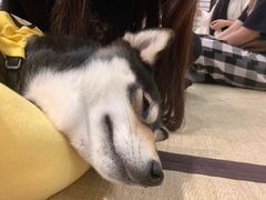 -逗柴咖啡屋·狗咖猫咖宠物桌游