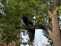 -J Create城市露营咖啡·简餐·宠物(上海动物园店)