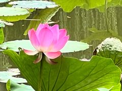 -团结湖公园