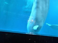 -海合安成都极地海洋公园