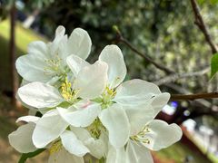 -衡山北郊宾馆-餐厅(顾村公园店)
