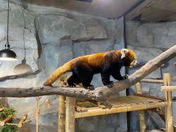 -Zoolung Zoolung动物主题公园(海信广场店)