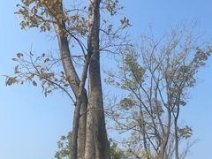 -盘龙城国家考古遗址公园