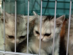 -曲阳花鸟市场(曲阳路店)