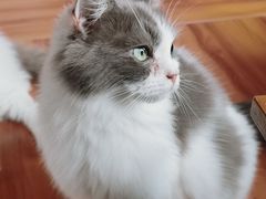 -楼上猫咖(罗湖店)