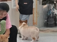 -喵园·猫主题咖啡厅·撸猫·猫咖(国贸店)