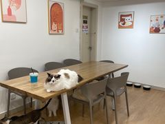 -有喵·猫咖·狗咖·30几只猫10只小狗(岗厦店)