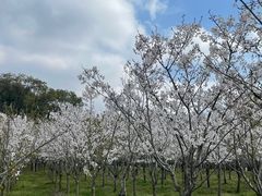 -大宁郁金香公园-停车场