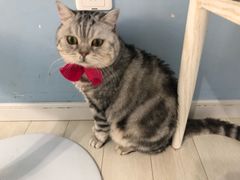 -喵的天空名猫咖啡馆·撸猫·猫舍·用品