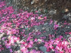 -木兰云雾山