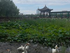 -莲花池公园