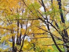 -四川大学(华西校区)