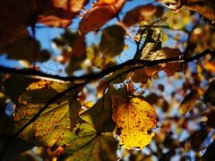 -上海佘山国家森林公园西佘山园