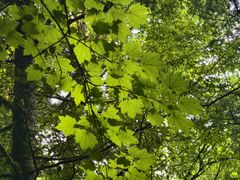 -五营红松林海景区