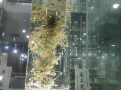 -广东中医药博物馆