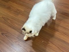 -楼上猫咖(罗湖店)